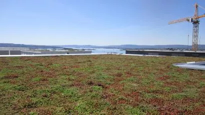 Planten sedum brukes som regel på grønne tak. Den er hardfør og kan holde mye vann. Her er sedum på taket av DnB-bygget i Bjørvika
