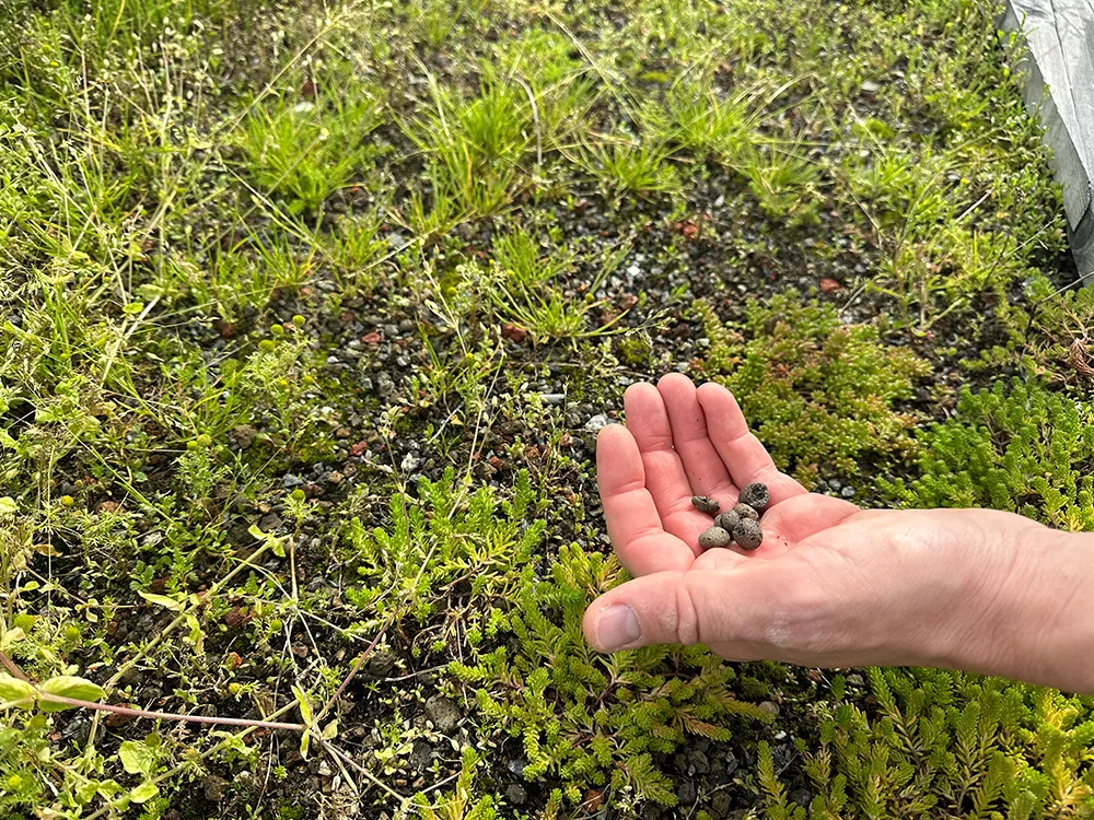 ØRAS utviklet en spesiell blanding hvor Leca® Lettklinker og egenprodusert kompostjord ble blandet med biokull. 