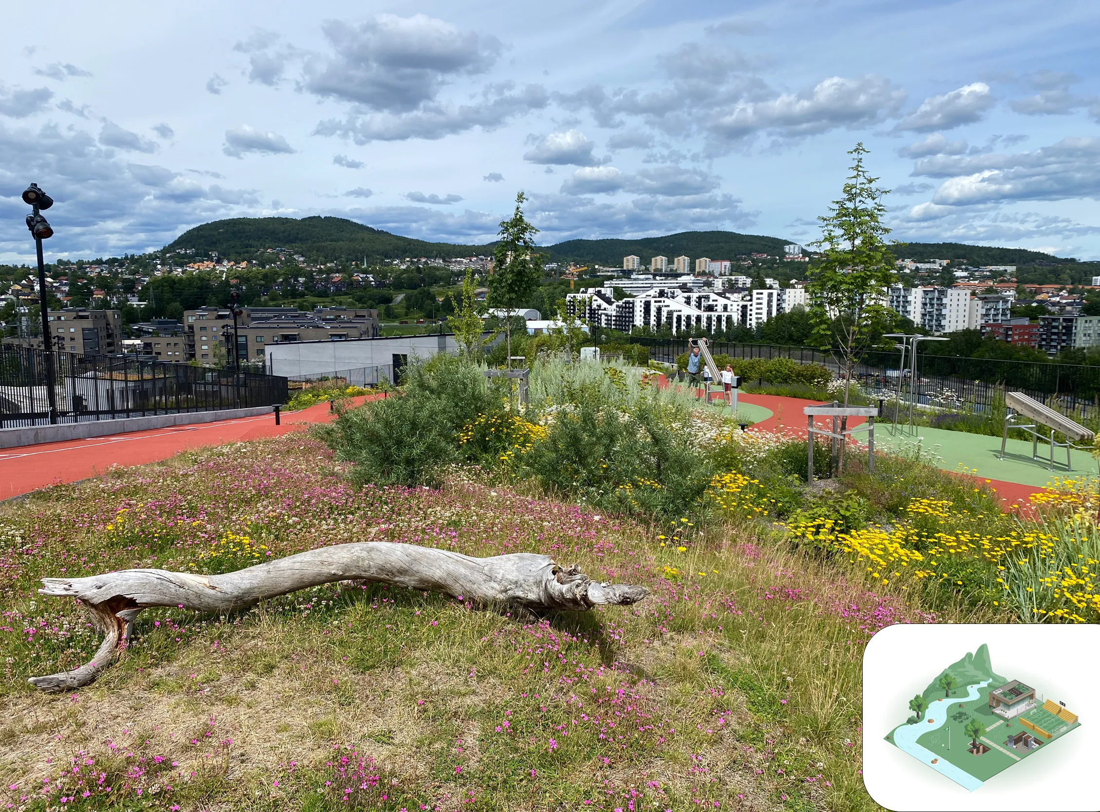 Frodig grønt tak med blomster og utsikt over by og boligområder, brukt til overvannshåndtering.