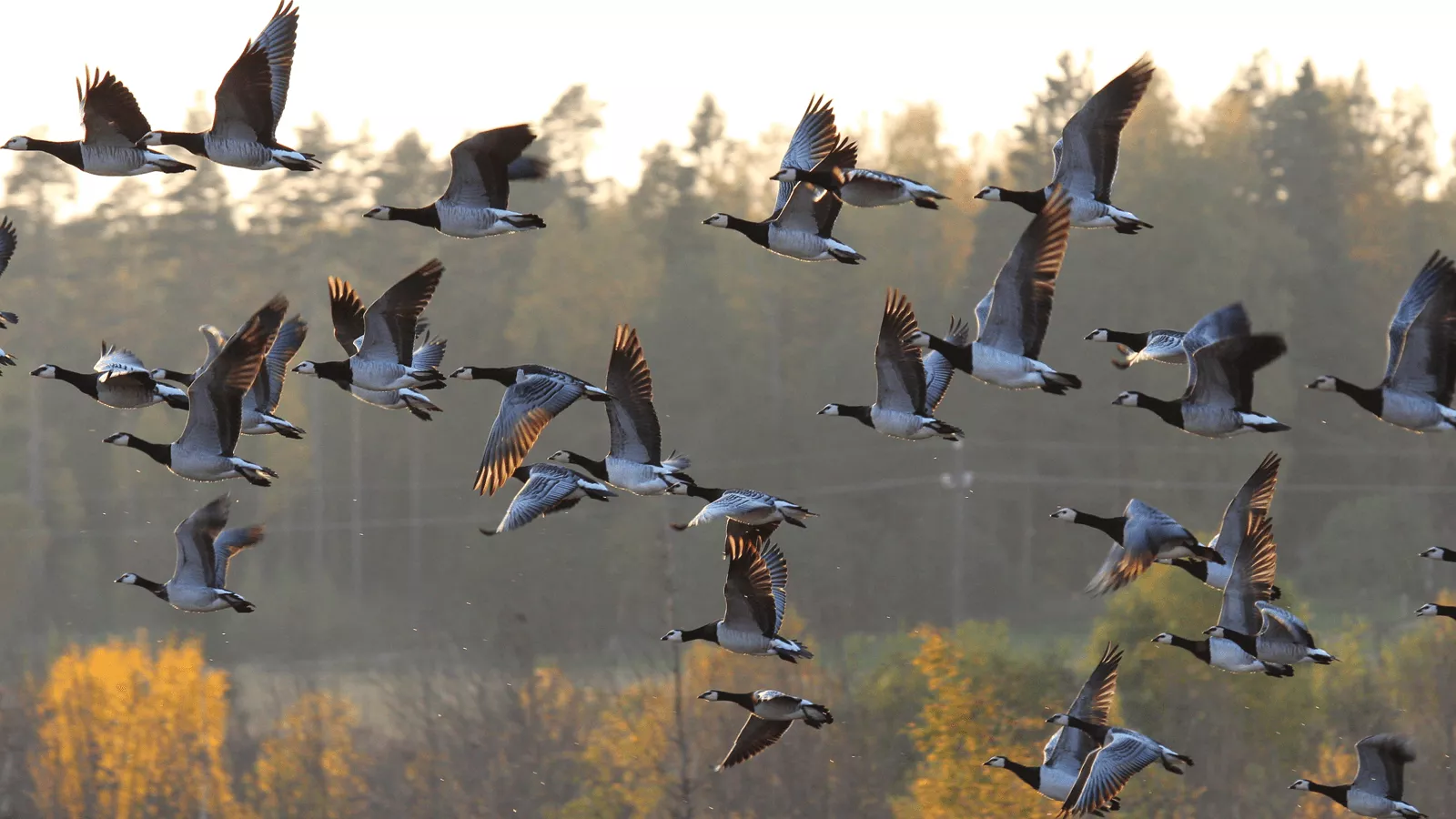 Når industri møter natur